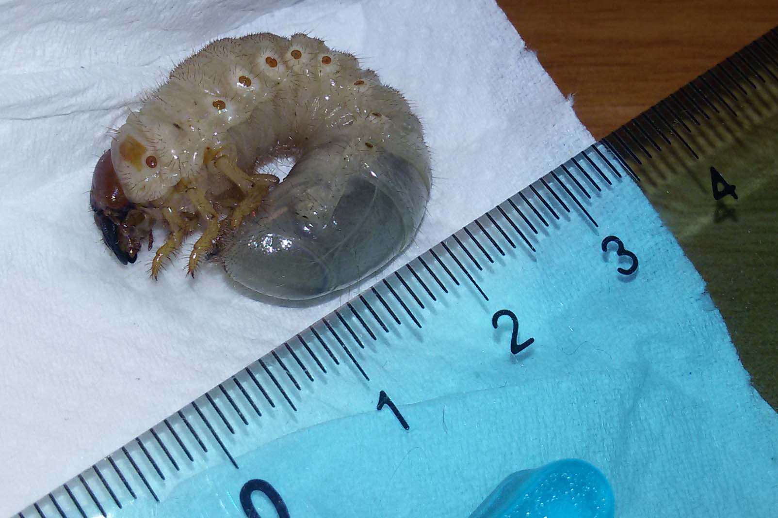 Larva di  Oryctes nasicornis (Dynastidae)